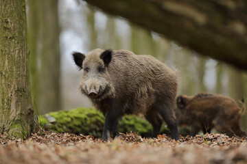 Dzik euroazjatycki, dzik, (Sus scrofa) © Bartosz Rakoczy