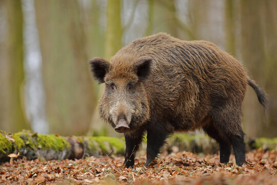 Dzik euroazjatycki, dzik, (Sus scrofa)