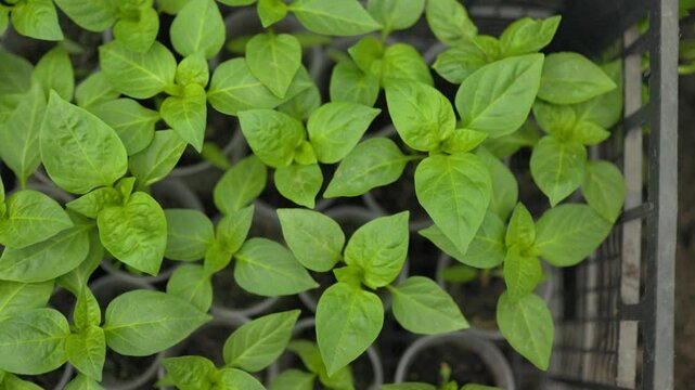PEPPER SEEDLINGS, owing Success Seedlings and Vegetables Take Root in the Garden