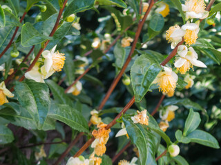 冬に咲く宇治の茶畑の茶の木の花