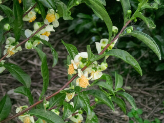 冬に咲く宇治の茶畑の茶の木の花