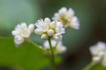 Chinese knotweed