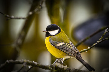 Great tit bird