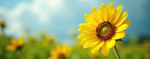 Fototapeta premium Single sunflower, bright yellow petals, green stalks, flower, stem, organic