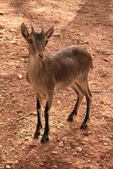 Cazorla