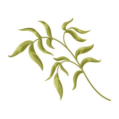 Green twig and branch with leaves isolated on white background. Vector botanical element for cards, logo, decorations, postcard, spring and summer designs.
