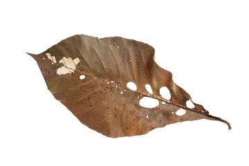 Obraz premium Dry leaves falling On a white background, brown teak leaves texture, soft focus
