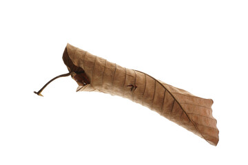 Dry leaves falling On a white background, brown teak leaves texture,  soft focus