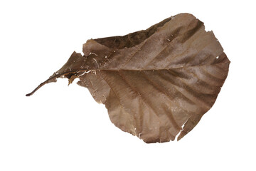 Fototapeta premium Dry leaves falling On a white background, brown teak leaves texture, soft focus
