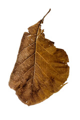 Dry leaves falling On a white background, brown teak leaves texture,  soft focus