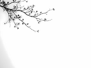 Fototapeta premium Delicate black and white photo of a blossoming branch against a bright white background. Minimalist and elegant.