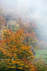 Vibrant trees with fall foliage create a captivating scene in a foggy forest, showcasing the beauty of nature during autumn