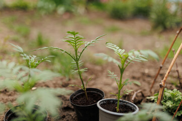Nature's Bounty Seedlings and Vegetables in Full Bloom