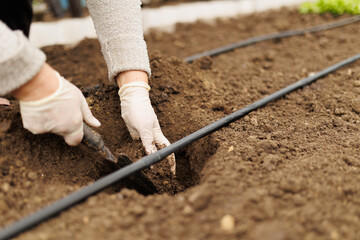 Hands in Soil Farmer Prepares Ground for Seedling Planting