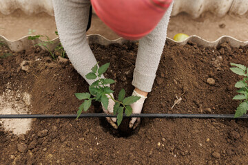 Seedling Planting Detailed Close-up of Woman's Hands in Garden