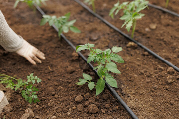 Nurturing Nature Close-up of Farmer Planting Seedling in Soil