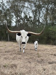 Silly Cow