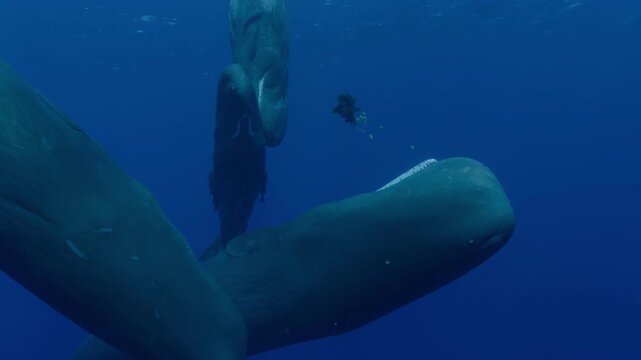 Four sperm whales (Physeter macrocephalus), including a juvenile, socialize at the surface with open mouths, emitting loud conversational clicks. Check my portfolio for more sperm whale footage.
