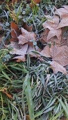 Hojas secas del invierno