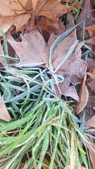 Hojas secas del invierno