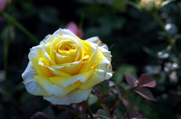 A vibrant yellow rose blooms in a lush garden, its golden petals catching the summer sun