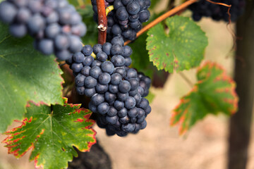 Naklejka premium Close-up blue grapes, ripe and ready to harvest. Assmanshausen, Rheingau in Germany. Vineyard, steep slope, wine farmland.