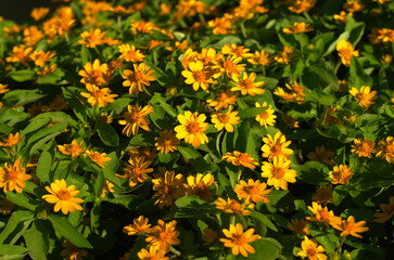 Yellow Flowers in a Garden Background