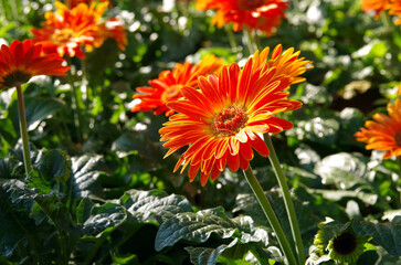 This sentence incorporates words like red, yellow, dahlia, summer, garden, bloom, flora, beauty, and colorful to describe the image