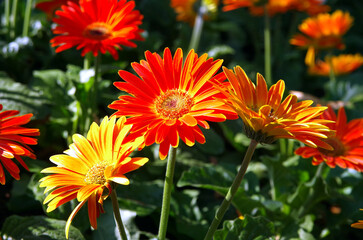 Red and yellow flowers in bloom with chrysanthemums, gerbera, and marigold petals in a vibrant garden close-up