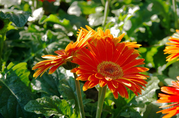 A vibrant orange dahlia bursts with color, its petals mirroring the warmth of a summer sunset