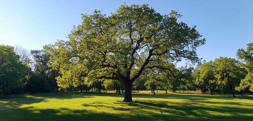 Obraz premium Beautiful green tree in a park with a sunlit, clear sky background. Nature landscape banner, panoramic view. Summer season nature concept. Wide-angle lens, panoramic view. A large oak tree stands on t