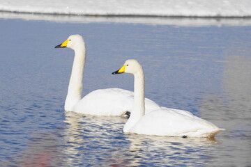 湖面に浮かぶ白鳥