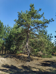 Pine tree against the blue Ukrainian sky. Wild nature on a summer day.