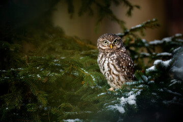 Owl in winter forest. Little owl, Athene noctua, perched on snowy spruce branch. Small adorable owl in attractive environment. Frosty morning in wild nature. Bird of prey in natural habitat.