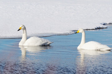 湖面に浮かぶ白鳥