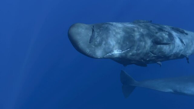 A young sperm whale (Physeter macrocephalus) approaches the camera closely, turning while emitting powerful echolocation clicks. Check my portfolio for more sperm whale footage.