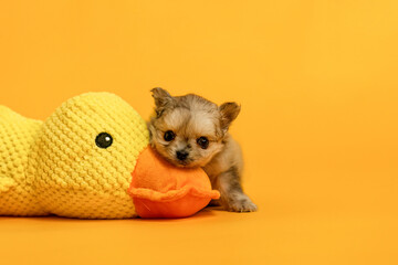 A tiny cute chihuahua crossbreed puppy cuddling with a toy duck in front of a yellow studio...