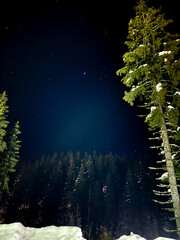 Snow-covered trees under a clear starry sky at night, showcasing a serene winter landscape, ideal...