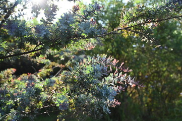 flowers in the garden