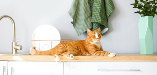 Cute red cat lying on counter in light kitchen