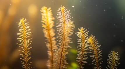 Gentle Water Plants with Coral Reef Background