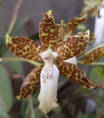Orquídea pintilla