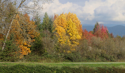 Autumn colors along river dykes