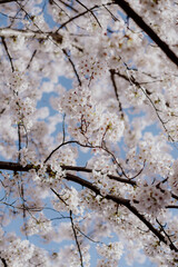 A Beautiful Cherry Blossom Tree Standing Majestically in Full Bloom and Splendor