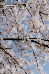A Beautiful Cherry Blossom Tree Standing Majestically in Full Bloom and Splendor