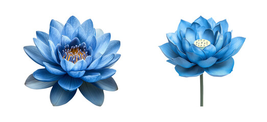 Blue Water Lily Isolated on Transparent Background