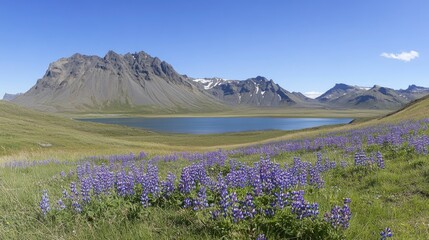 Fototapeta premium Stokksnes and vestrahorn mountain in Iceland with lake, blue sky, sunny day, beautiful landscape with colorful purple Lupine flowers on the ground, panorama view, high resolution photography