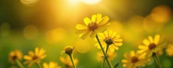 Sunlit tansy blossoms, fluffy yellow, round blooms , outdoor, bloom, round flower