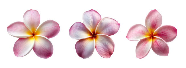 Elegant Pink Frangipani Flower Images for Design