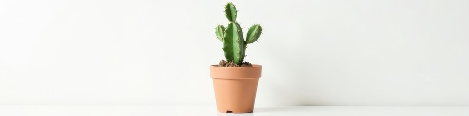 Small potted cactus, vibrant green, white background, photography, home decor, leaves